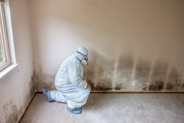 Why You Should Choose Our Mold Remediation Services in Creola, AL